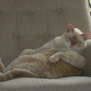 Kitty Cat enjoying a leisurely afternoon camping!