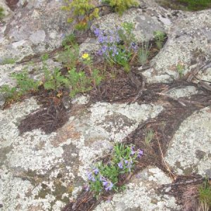 Wildflowers