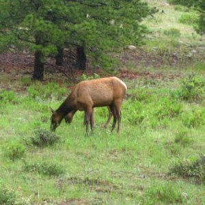 Elk