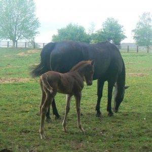 Mare and Foal