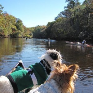 Ours Dog styling with their sweaters on the Edisto River