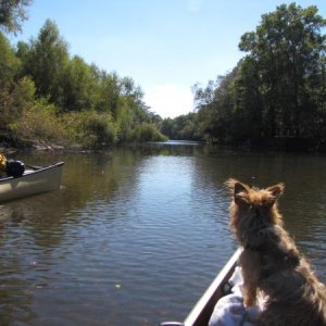 Paddling down the Ogeechee River, Ga.