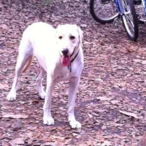 Cooper after the bike ride down the beach