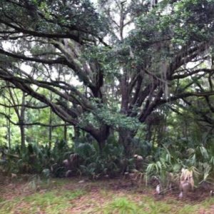 Large Oak on trail