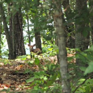 Fawn seen from the road.