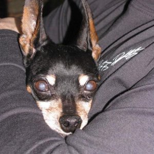 Our Dear little boy...  We had to say goodbye this spring, R.I.P. buddy. April 1998 to March 2011.