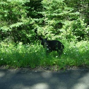 Saw this little guy on the side of the road in Agawa canyon.