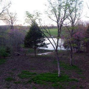 back yard this evening, 3/30/2012
The trees with the pink blossoms are 'Redbed'; a tree common in this area.