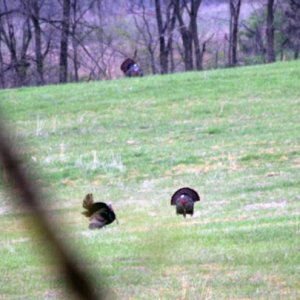 3 tom turkeys strutting their stuff in the back pasture.