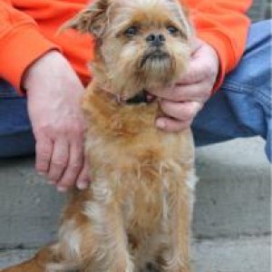 Our dog, Rusty, a Brussels Griffon & Cavalier King Charles mix, a "Brussalier".