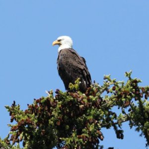 Yellowstone bald eagle