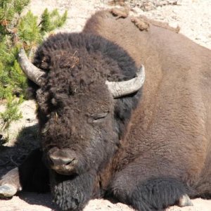 Yellowstone bison