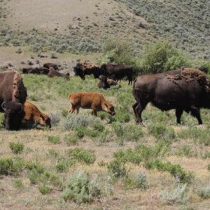 Yellowstone bison with calves