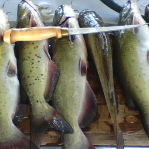 West Boggs Lake, Indiana catfish