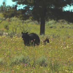 Yellowstone black bear w cub