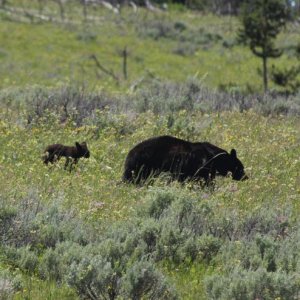 Yellowstone black w cub