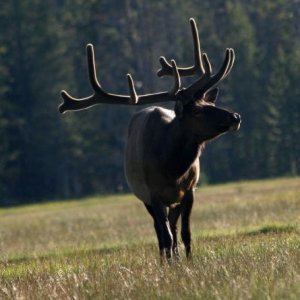 Yellowstone Bull Elk