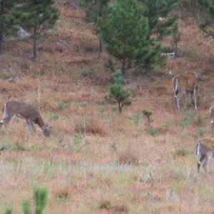 Several deer on the loop road