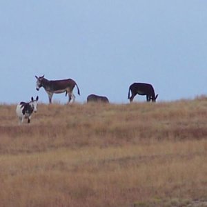 Wild burros on the wildlife loop drive