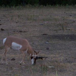 All the wildlife in Custer State Park roam free.  They have a loop road about 18 miles long that offers the best opportunity to see them in their natu