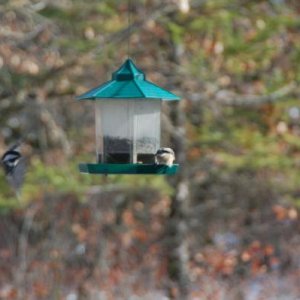 birds coming to feeder