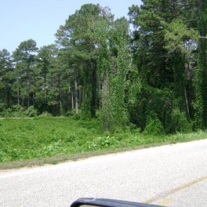 Kudzu at Natchez Trace SP