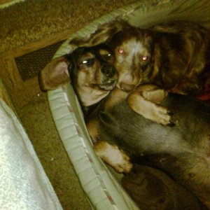 Our kids Frankie the black&tan and Max the chocolate&tan our Dachshunds. WEENIES