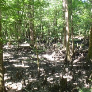 Pine Island Loop - Florida Caverns SP - Memorial Day wkd