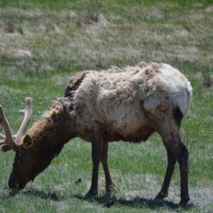 Elk as we entered Rocky Mountain National Park