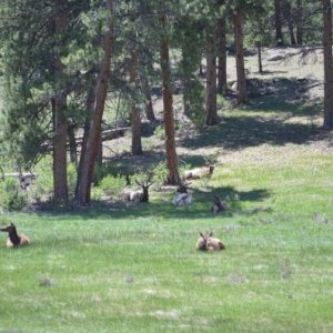 Elk in the Rocky Mountain National Park