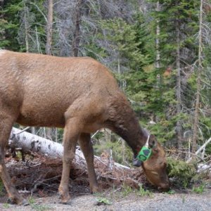 Deer are huge in the park