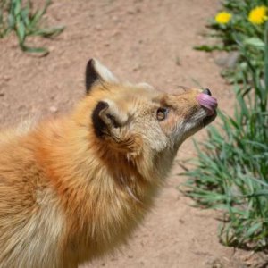 Red fox waiting for a snack