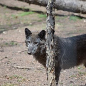 One of about 20 wolves that the center cares for