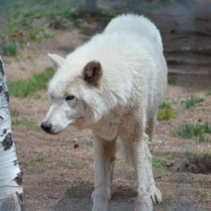 Arctic wolf at the wolf preserve