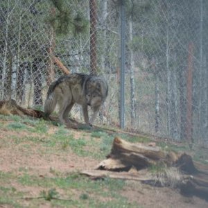 Black Mexican Timberwolf