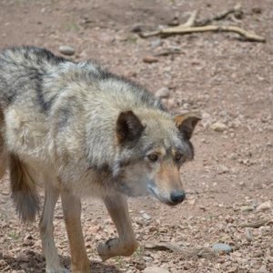 One of the more elderly wolves at the Center.  This place was amazing and very educational.  It is worth every bit of  the $10 admission fee.  Reserva