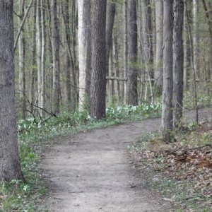 A hiking trail in Spring at Chain O' Lakes SP. Note the trillium covering the ground along the path.