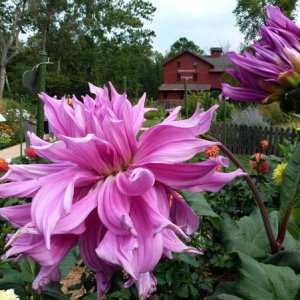 One of the tours at the Rally took us to the Bonneyville Mill, and adjacent to this is the American Dahlia Society trial garden.