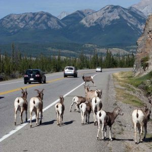 Some mountain goats along the side of the road near Jasper, Alberta.