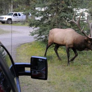 We watched this moose wander through our campsite from the (relative) safety of the bed of our pickup truck. He was totally unconcerned about us.