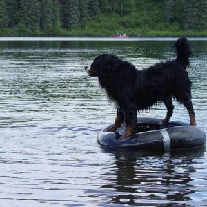 Bosco Tubing in Red Shirt Lake near Wasilla