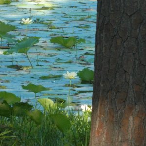 Waters edge from camp