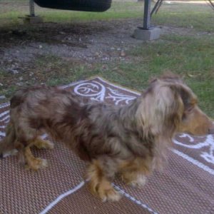 Max our longhair weenie.