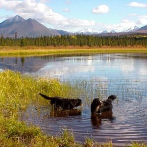 Bernese Mt. Dogs in a Tundra Pond, Denal Park