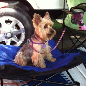 Sydney enjoying her new chair/bed that I got her from CW.