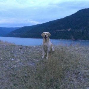 Bailey waiting for a swim at Lake Koocanusa 9/8/13