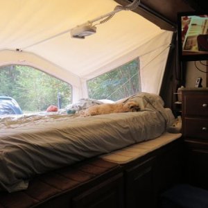 Molly likes my bunk in the Roo. I added memory foam bathmats to ledge in front of the bunk. Easier for her to jump up & less chance I will bruise my l