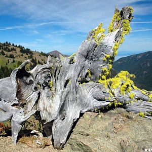 Hurricane Hill Trail