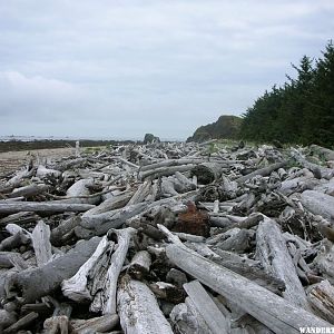 Woody debris on the coastline - August 2007