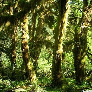 Beautiful moss!  August 2007